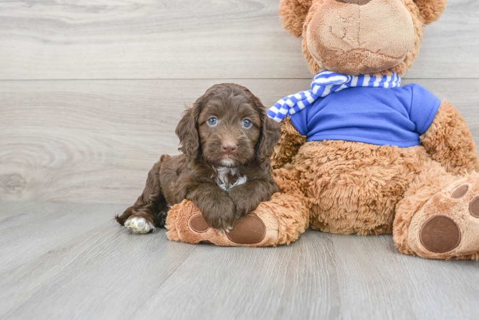 Friendly Cockapoo Baby