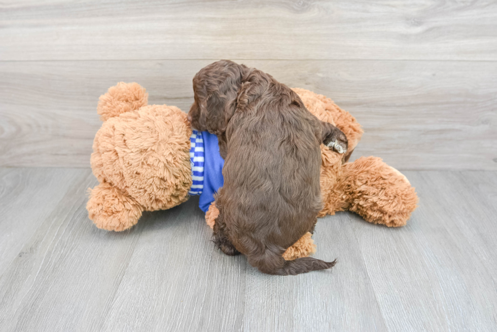 Playful Cockerpoo Poodle Mix Puppy