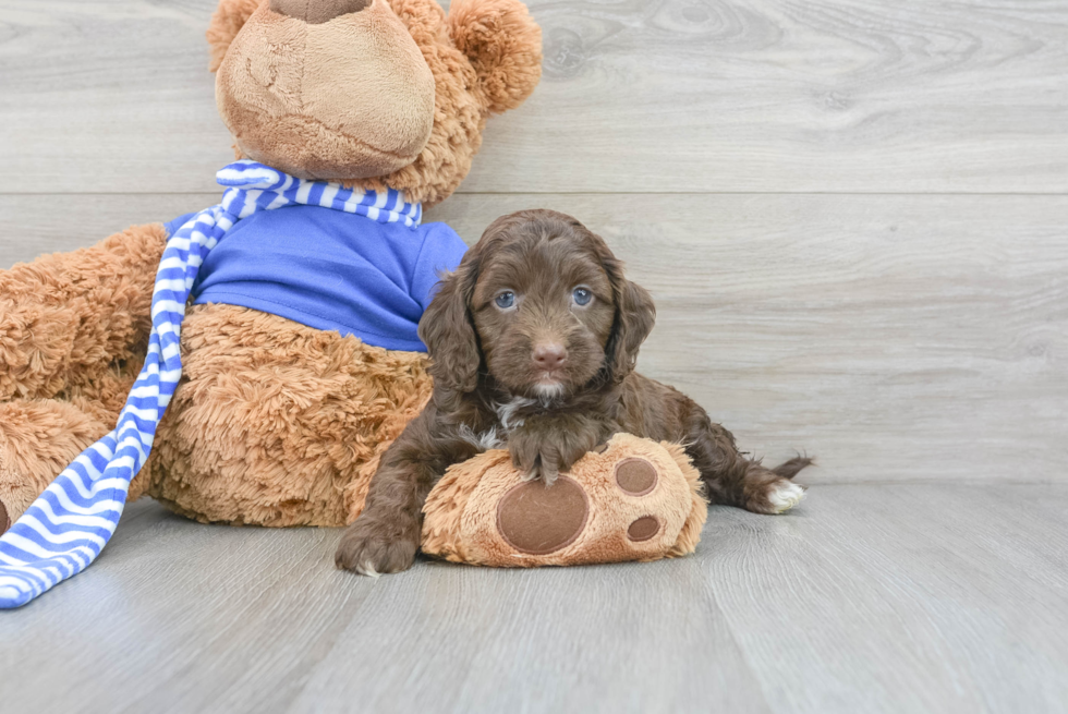 Funny Cockapoo Poodle Mix Pup