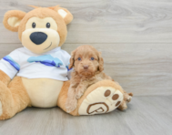 7 week old Cockapoo Puppy For Sale - Premier Pups