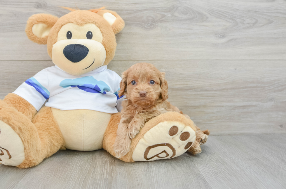 5 week old Cockapoo Puppy For Sale - Premier Pups