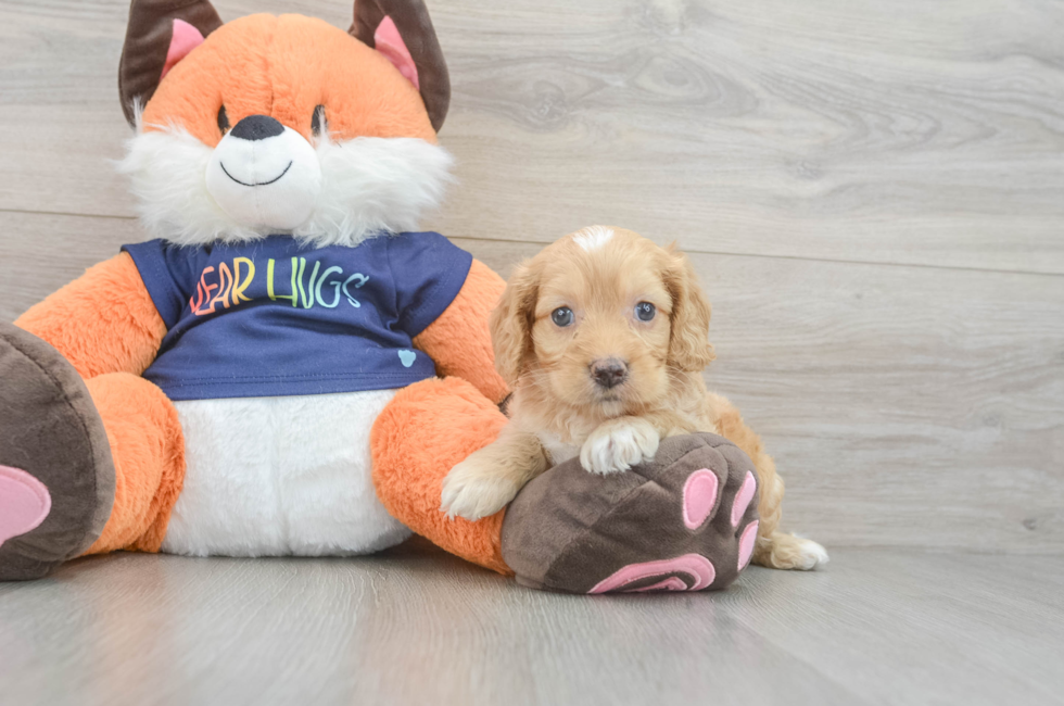 5 week old Cockapoo Puppy For Sale - Premier Pups