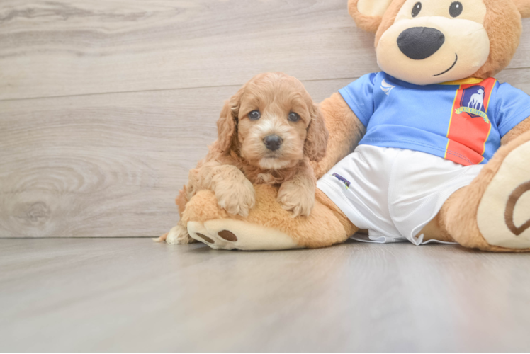 Best Cockapoo Baby