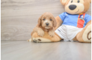 Best Cockapoo Baby