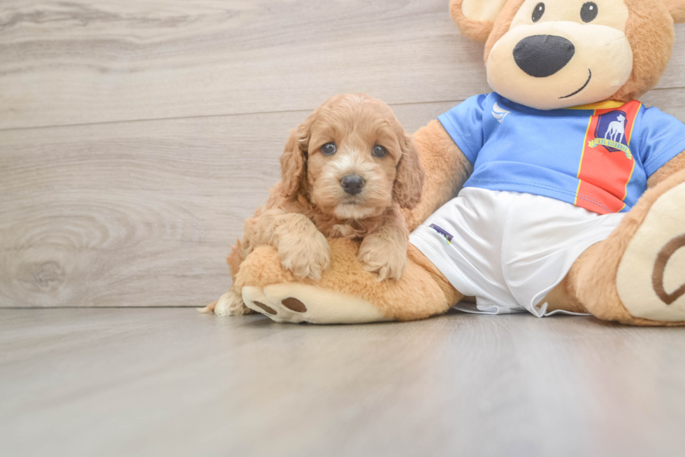 Best Cockapoo Baby