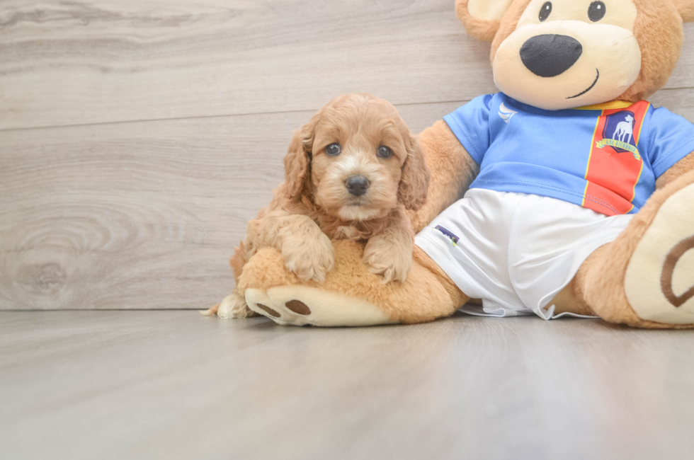 5 week old Cockapoo Puppy For Sale - Premier Pups