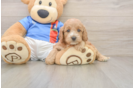 Cockapoo Puppy for Adoption