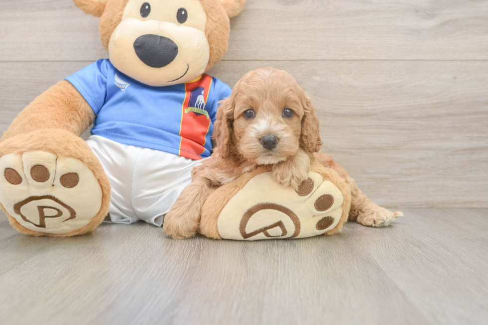 Cockapoo Puppy for Adoption