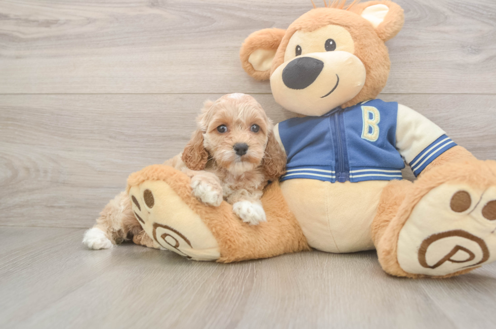5 week old Cockapoo Puppy For Sale - Premier Pups