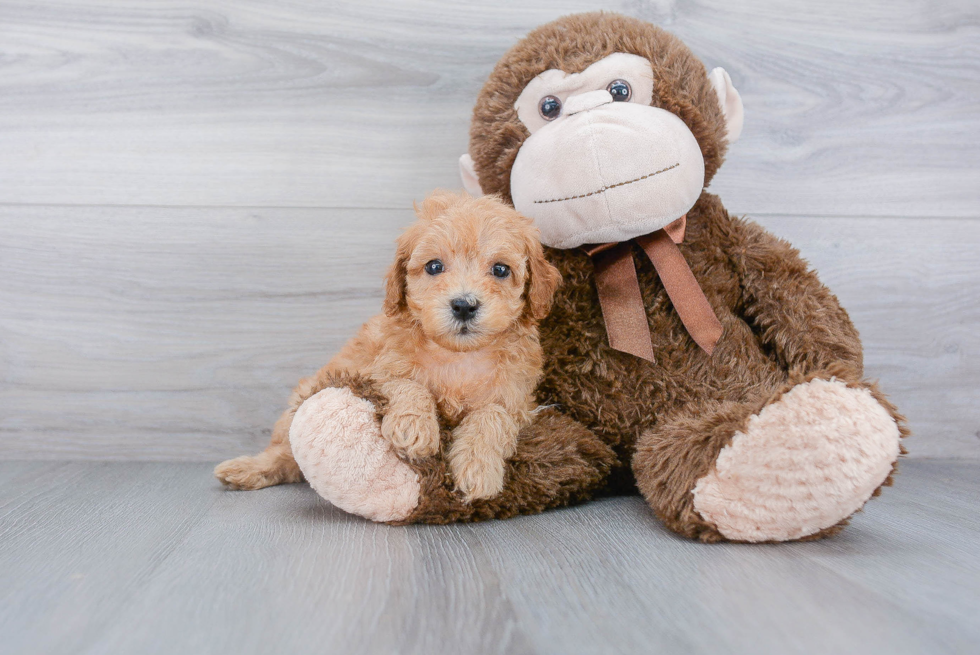 Little Cockerpoo Poodle Mix Puppy