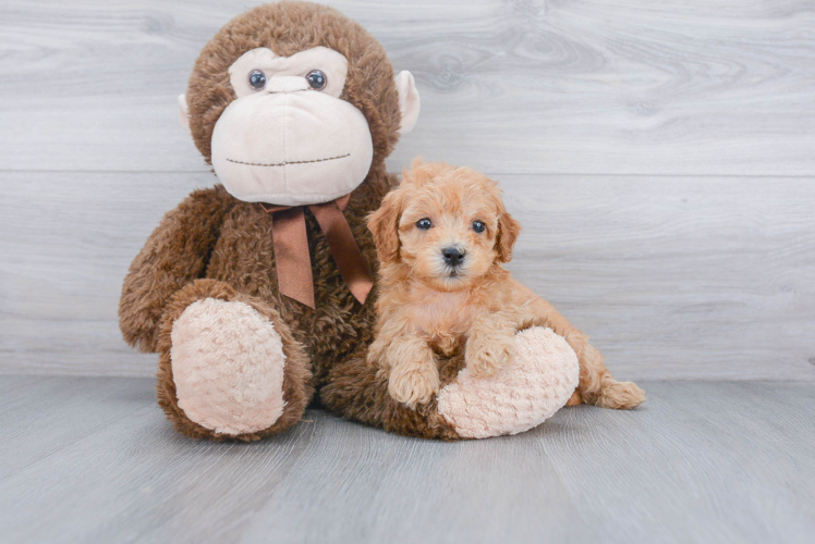 Happy Cockapoo Baby