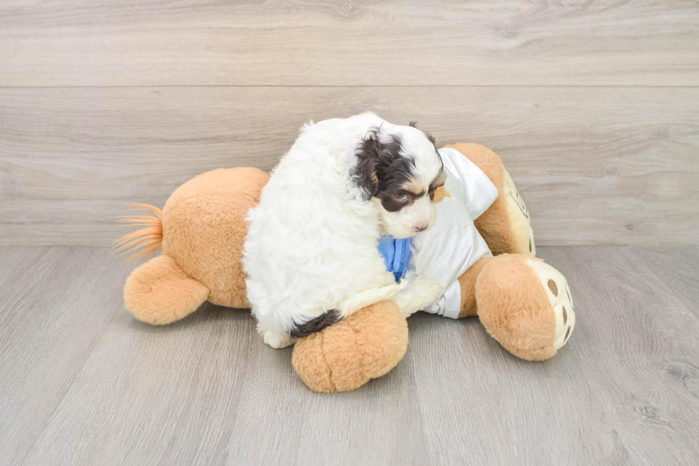 Smart Cockapoo Poodle Mix Pup