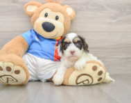 6 week old Cockapoo Puppy For Sale - Premier Pups