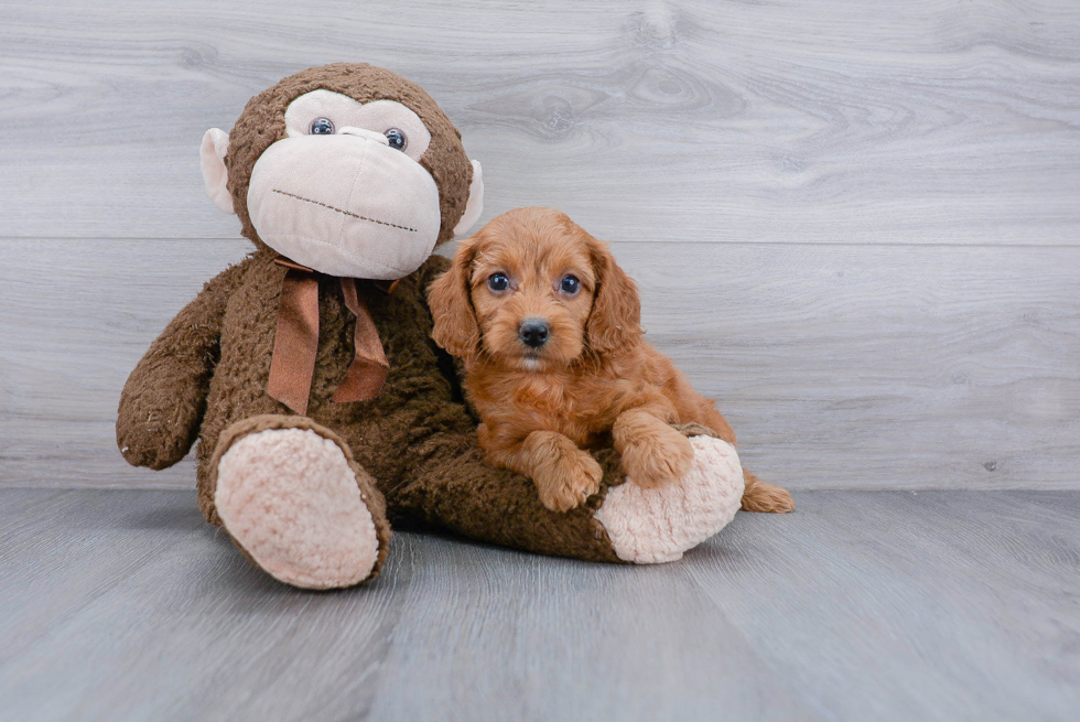 Cockapoo Pup Being Cute