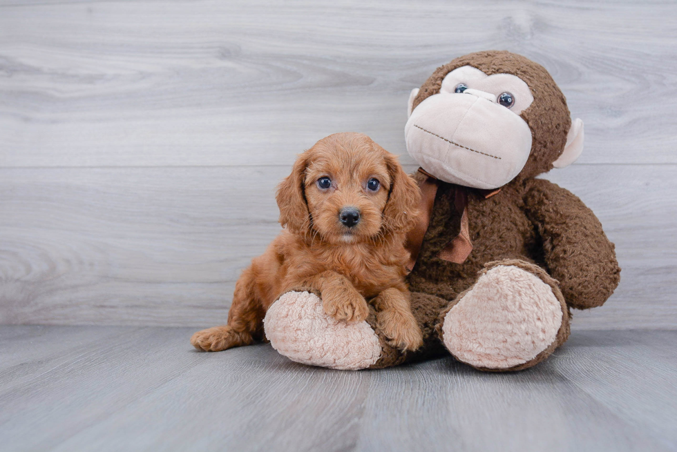 Cockapoo Puppy for Adoption