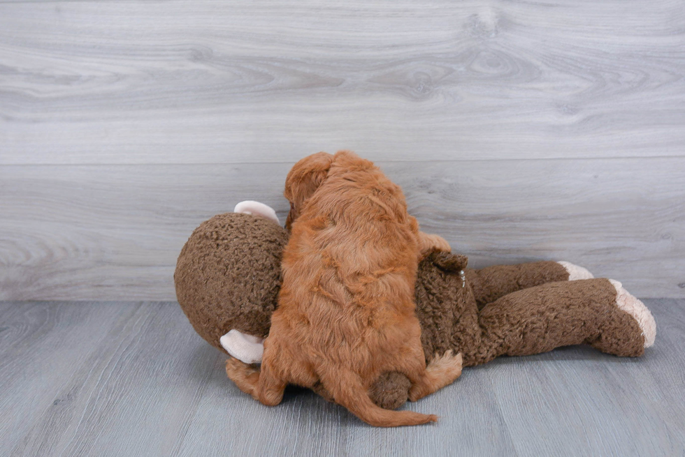 Smart Cockapoo Poodle Mix Pup