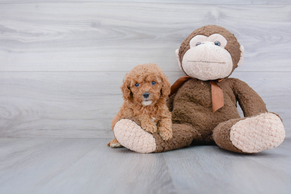 Cockapoo Puppy for Adoption