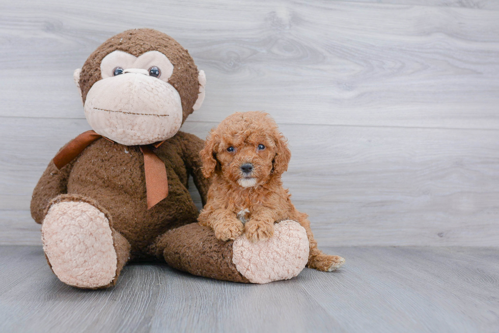 Cockapoo Puppy for Adoption