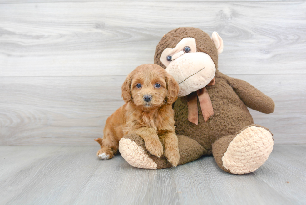 Cockapoo Pup Being Cute