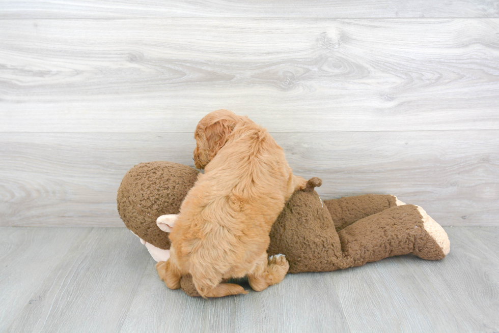 Little Cockerpoo Poodle Mix Puppy