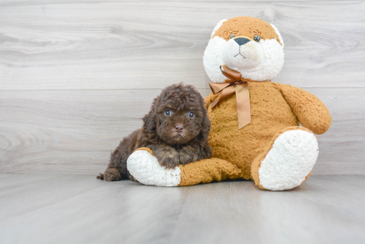 Cockapoo Pup Being Cute