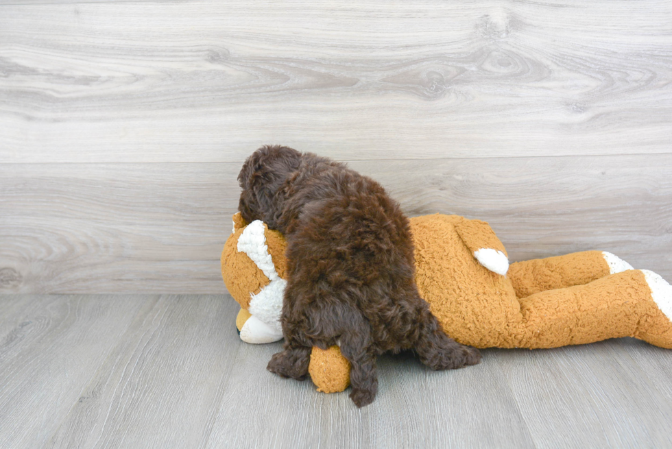 Hypoallergenic Cockerpoo Poodle Mix Puppy