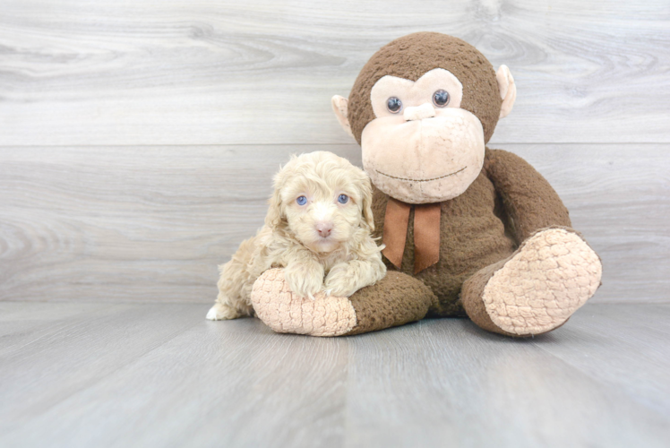 Fluffy Cockapoo Poodle Mix Pup