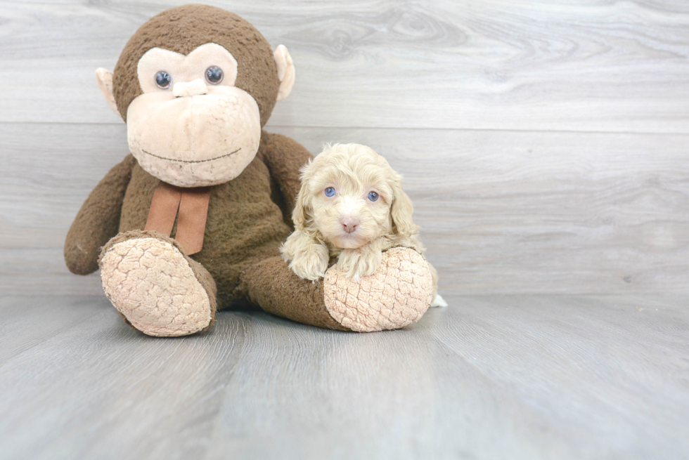 Popular Cockapoo Poodle Mix Pup