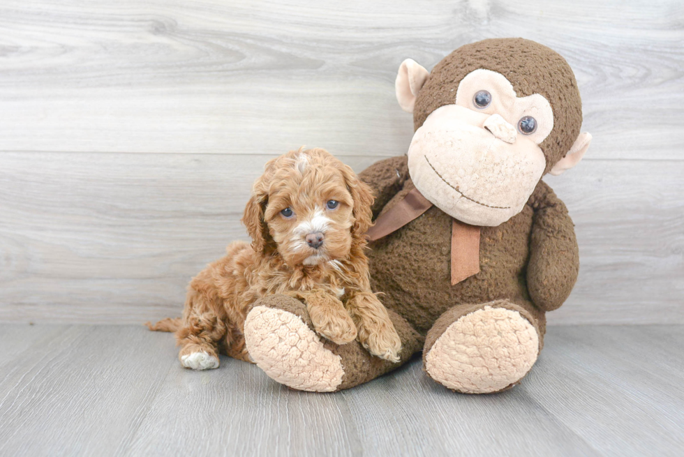 Cockapoo Pup Being Cute