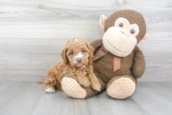 Cockapoo Pup Being Cute