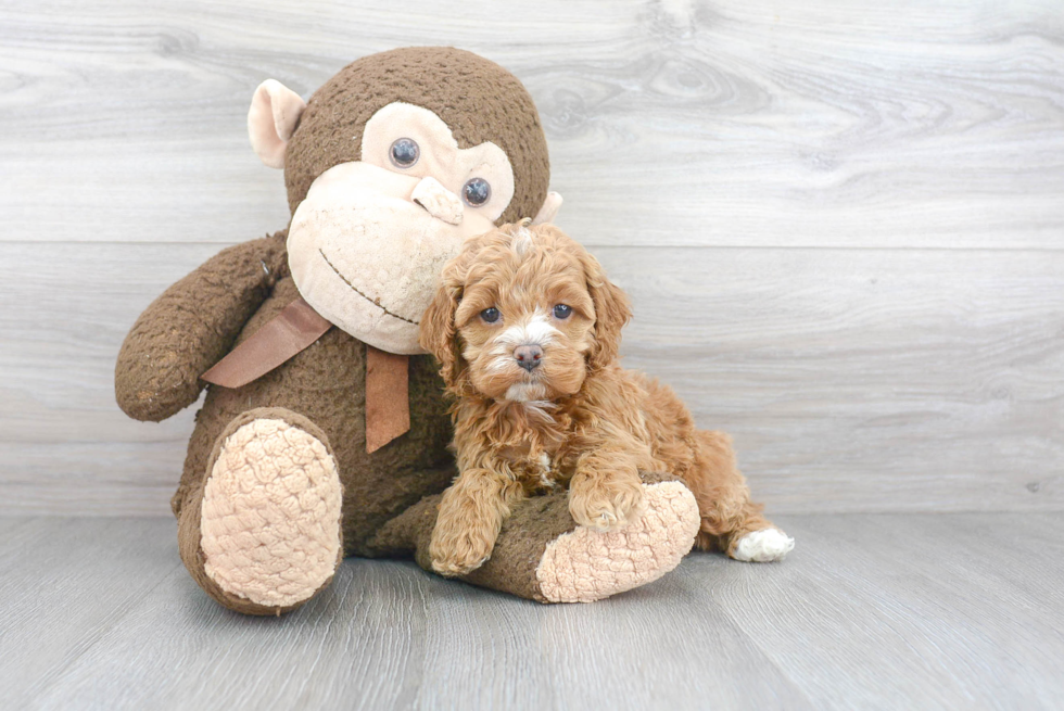 Happy Cockapoo Baby