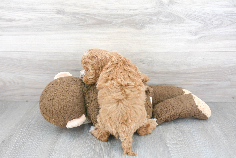 Happy Cockapoo Baby