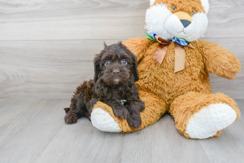 Cockapoo Pup Being Cute