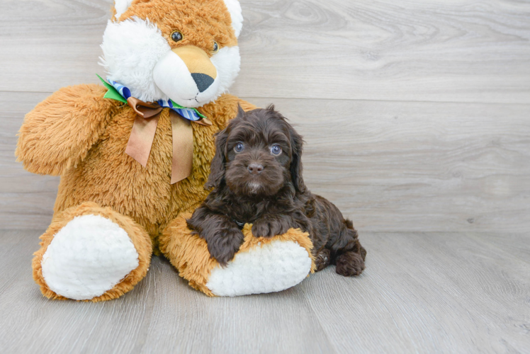 Energetic Cockerpoo Poodle Mix Puppy