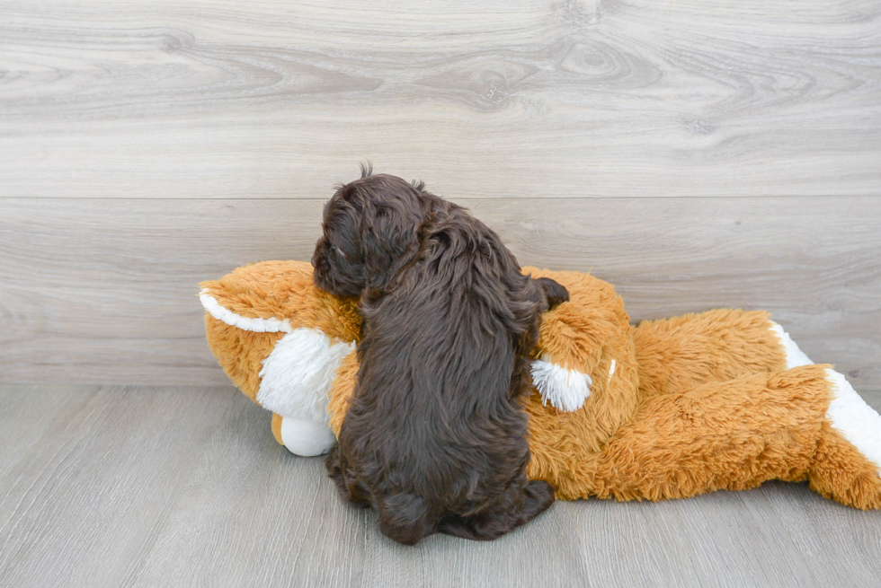 Best Cockapoo Baby