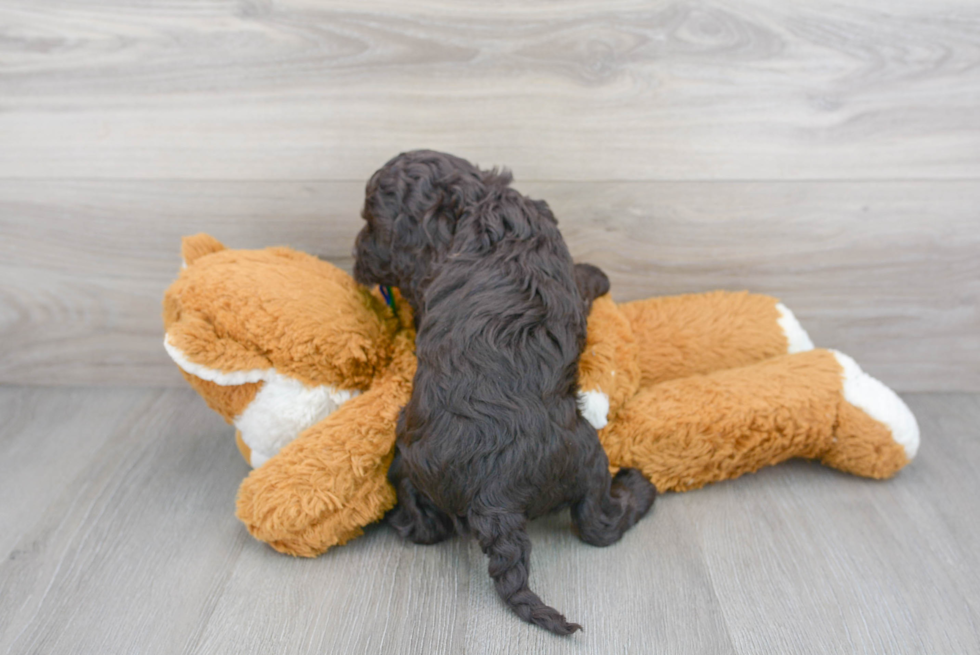 Cockapoo Pup Being Cute