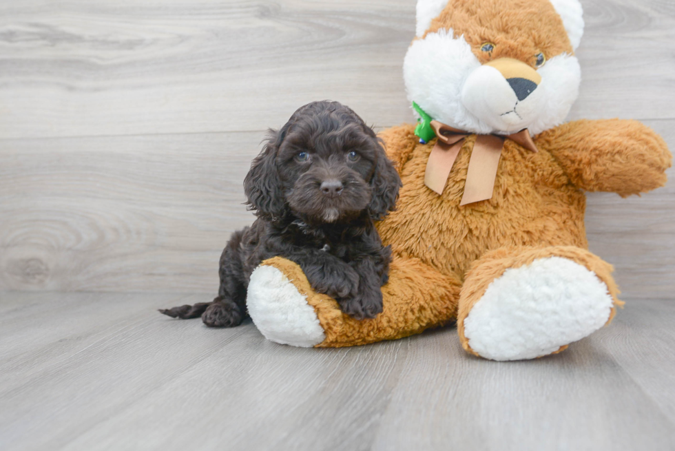 Sweet Cockapoo Baby