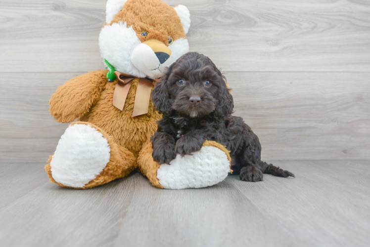 Happy Cockapoo Baby