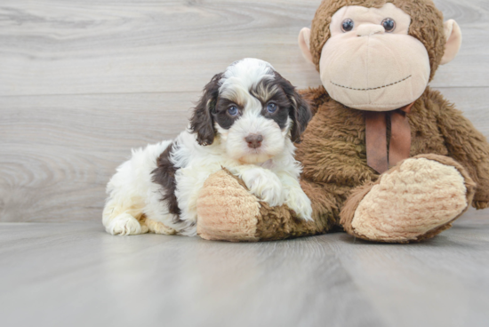 Popular Cockapoo Poodle Mix Pup