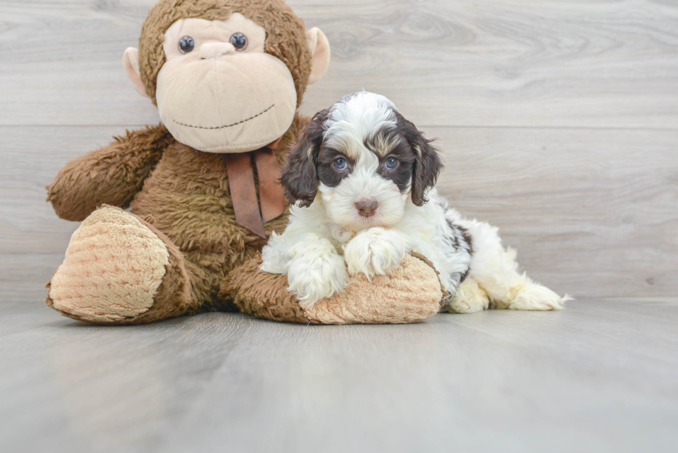 Cockapoo Pup Being Cute