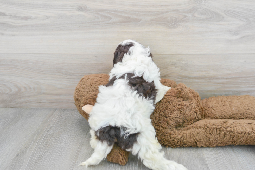 Smart Cockapoo Poodle Mix Pup