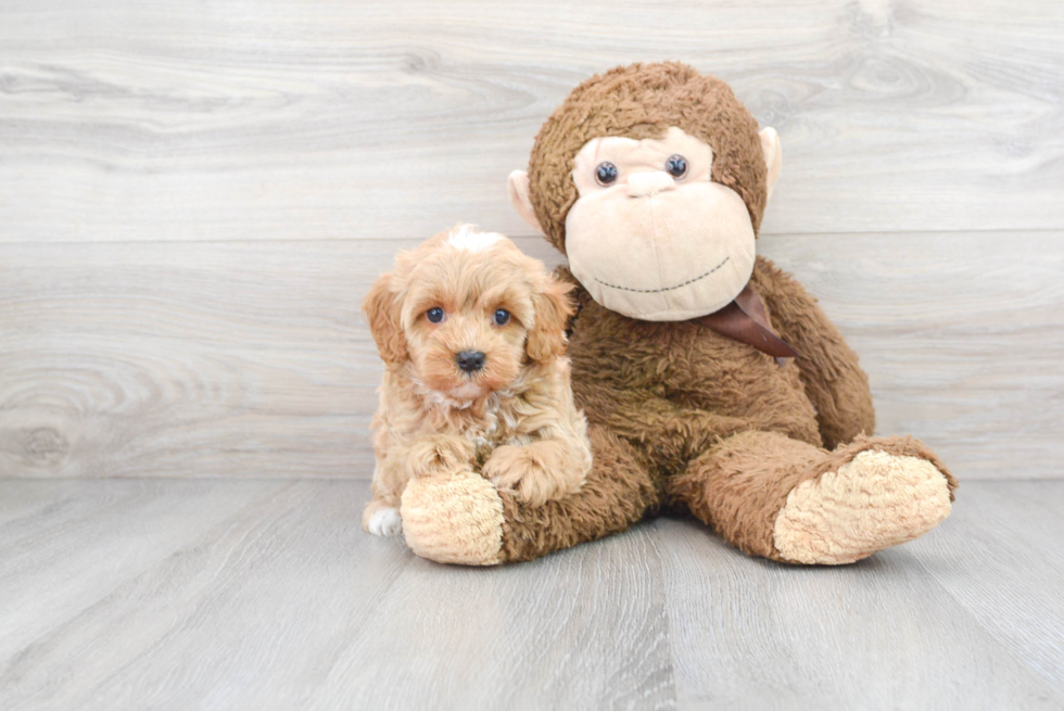 Best Cockapoo Baby