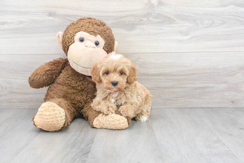 Cockapoo Pup Being Cute