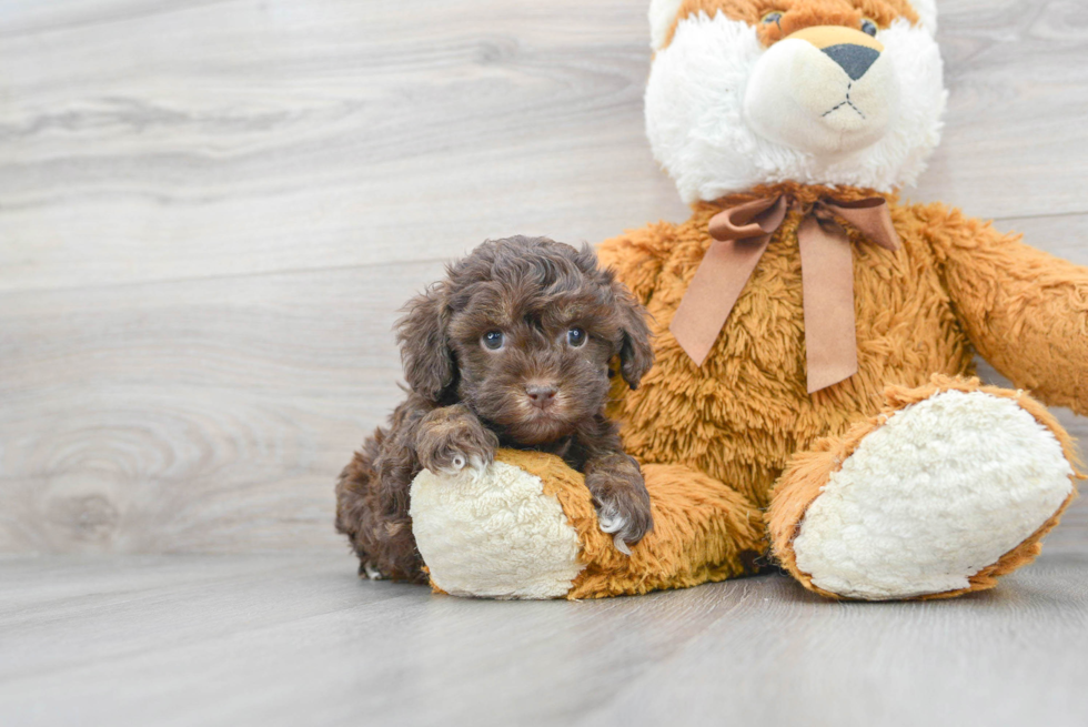 Best Cockapoo Baby