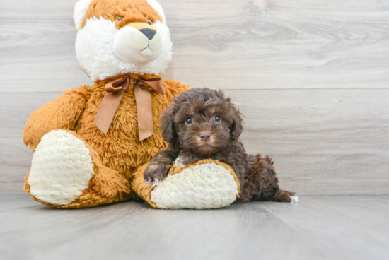 Best Cockapoo Baby