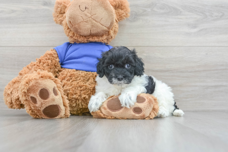 Cute Cockapoo Baby