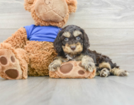 8 week old Cockapoo Puppy For Sale - Premier Pups