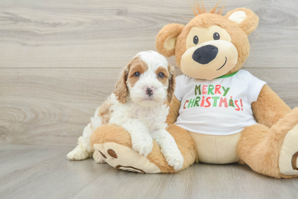 Cockapoo Pup Being Cute