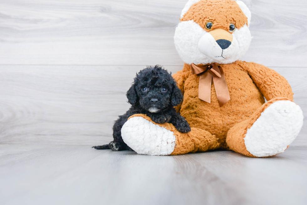 Cockapoo Pup Being Cute