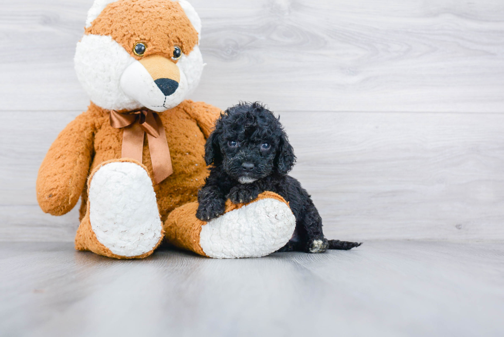 Adorable Cockerpoo Poodle Mix Puppy